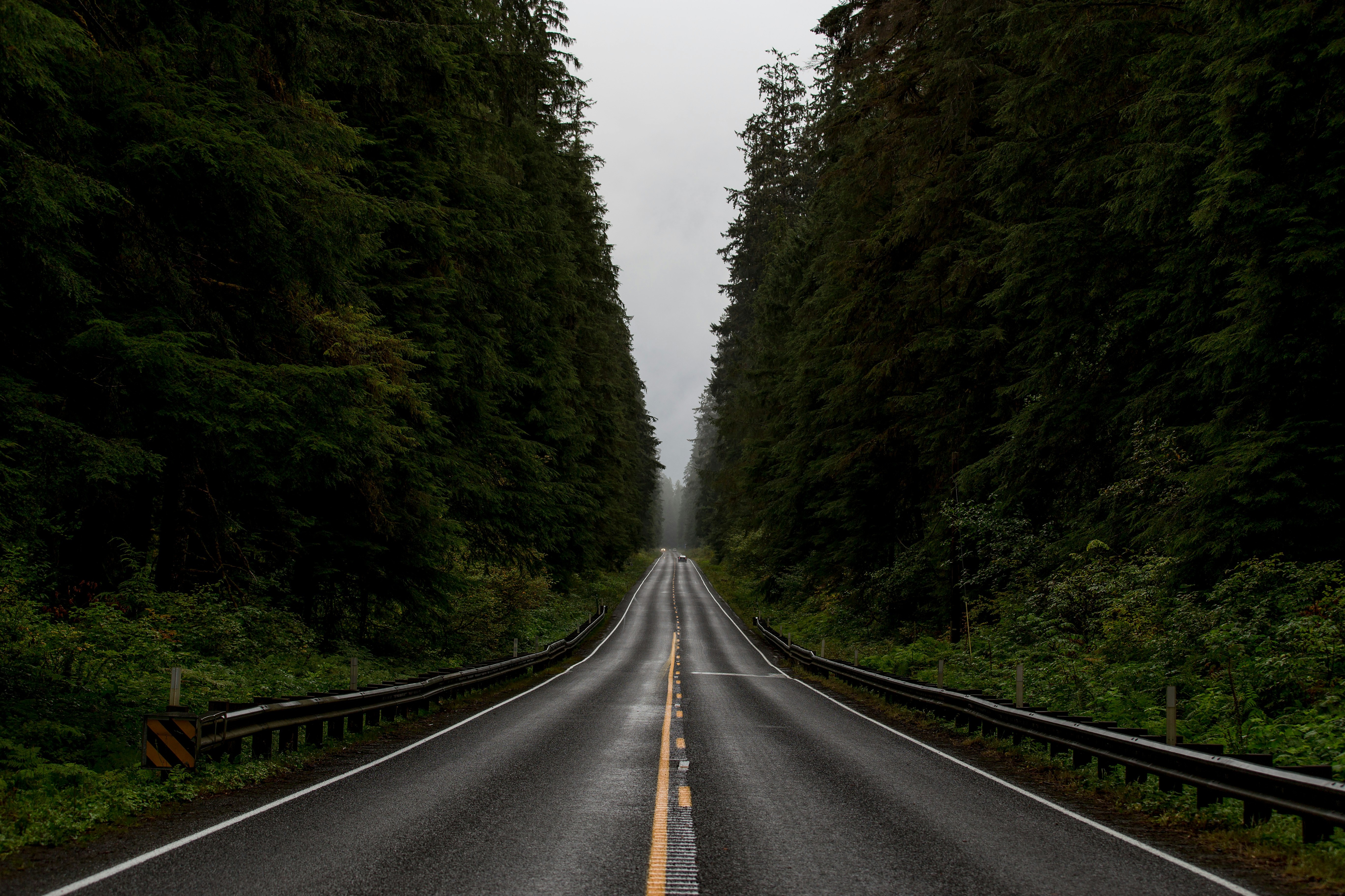 gray road between green trees